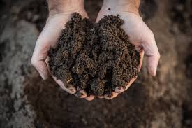 Best soil for Tobacco
