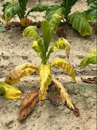bacterial wilt in tobacco plant