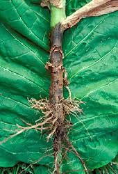 root rot in balck sshank disease