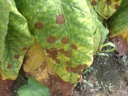 brown spot in tobacco 