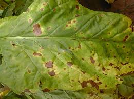 brown spot in tobacco leaf