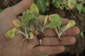 damping off disease in seedlings
