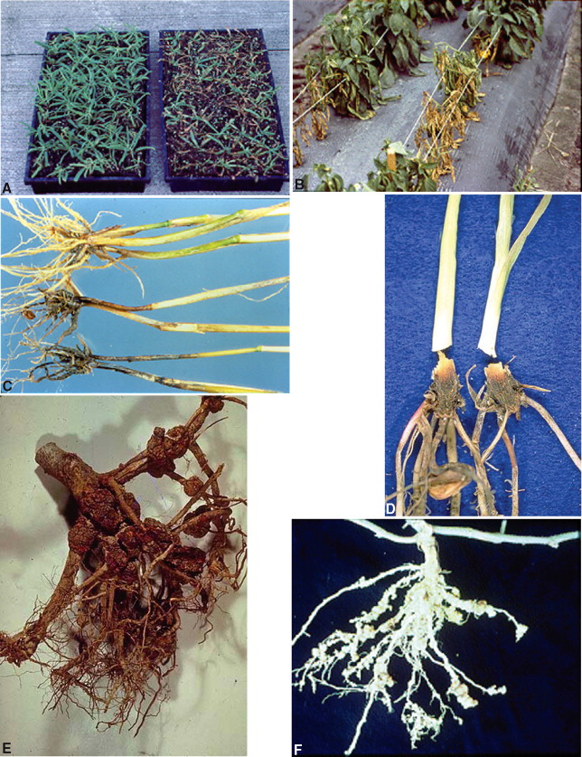 damping-off disease in various stages