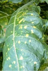 downy mildew 