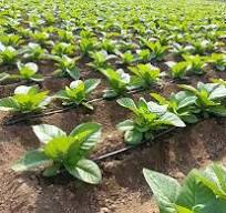 drip irrigation method 