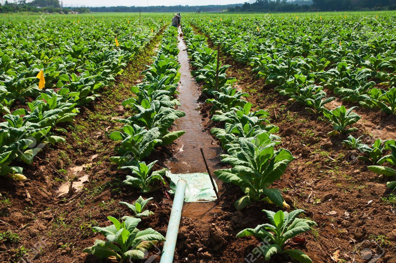 furrow method of irrigation