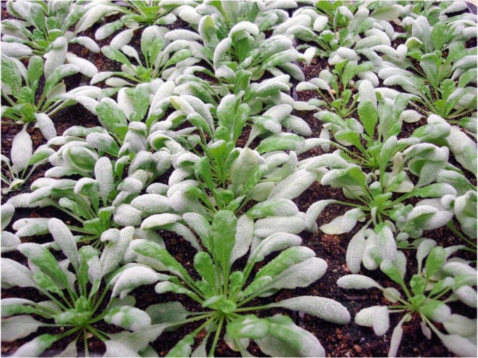 powdery mildew disease