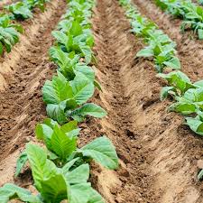 ridge and furrow method of planting