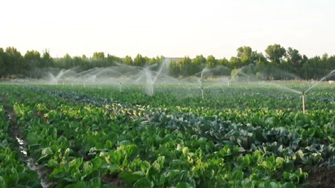 sprinkler method of irrigation