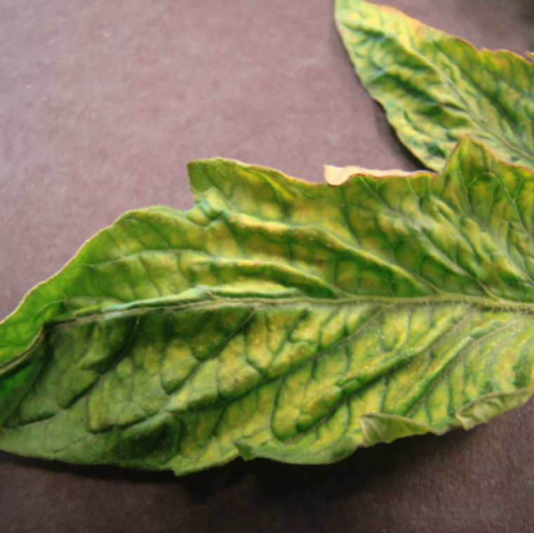 tobacco mosaic virus