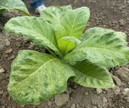 tobacco mosaic virus in plant