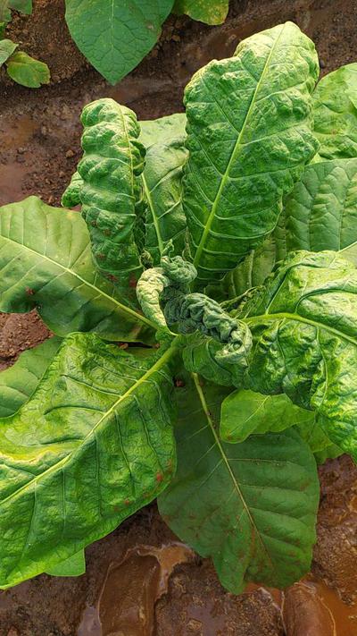 leaf curl disease in tobacco